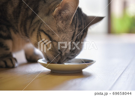 食事中の猫 の写真素材