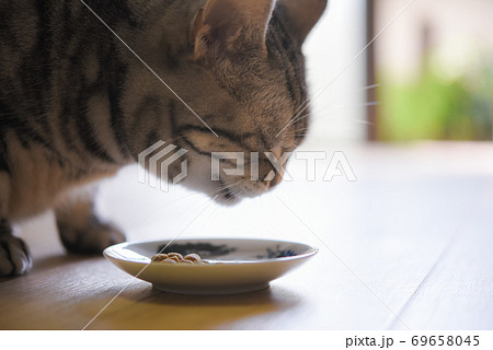 食事中の猫 の写真素材