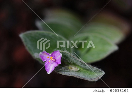 9月 調布593トラデスカンティア(白絹姫錦)・ツユクサ科・神代植物公園 9月 調布593トラデスカンティア(白絹姫錦)・ツユクサ科・神代植物公園 69658162