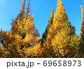 色づき始めた銀杏並木 69658973