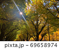 色づき始めた銀杏並木の木漏れ陽 69658974