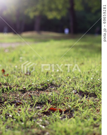 Summer Summer 69659281