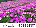 斜面一面にピンクに染め上げる春の花 69659567