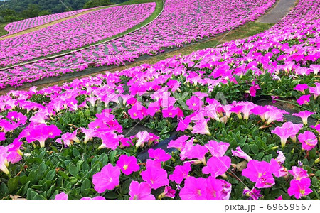 斜面一面にピンクに染め上げる春の花 69659567