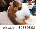 膝の上で大人しく座って餌を食べるモルモット 69659568