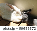 陽だまりでゆったり昼寝をするウサギたち 69659572