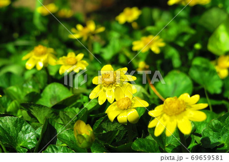 ヒメリュウキンカの花と葉の風景 69659581
