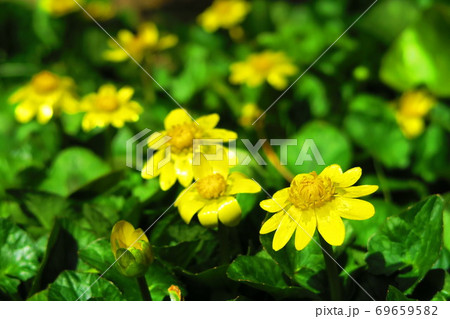 ヒメリュウキンカの花と葉の風景の写真素材