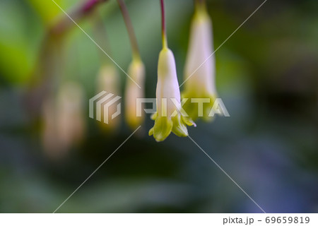 アマドコロの花	 69659819