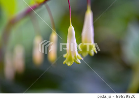 アマドコロの花	 69659820