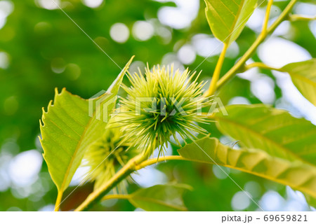 イガグリ イガグリ 69659821