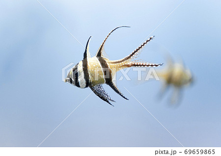 プテラポゴン・カウデルニィー  69659865