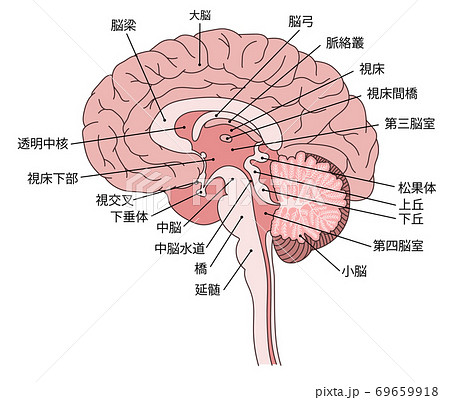 【印刷可能】 脳 構造 イラスト 101749-脳 構造 イラスト フリー