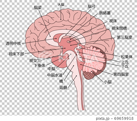 脳 構造図のイラスト素材