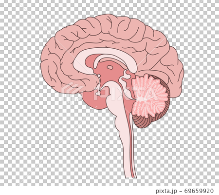脳 構造図のイラスト素材