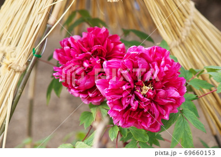 冬の寒さに耐え忍ぶの写真素材