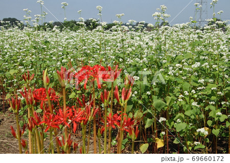 毛呂山町大類地区の秋そば畑風景 69660172