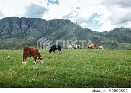 Cows graze on ecological meadows in the mountains 69660306