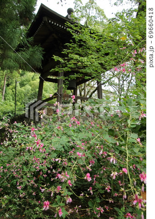 白萩咲く大悲願寺 69660418