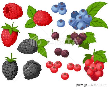 色々なベリーのイラスト素材