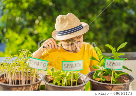 The boy studies the plants through a magnifying glass. He is doing gardening on his balcony. Natural development for children The boy studies the plants through a magnifying glass. He is doing gardening on his balcony. Natural development for children 69661172