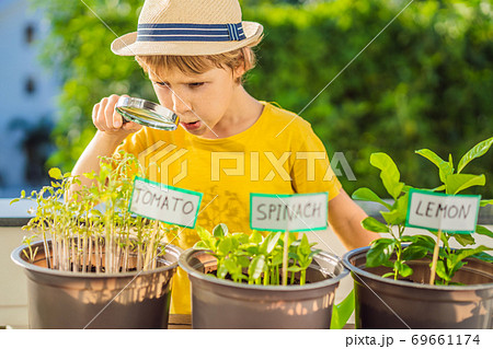 The boy studies the plants through a magnifying glass. He is doing gardening on his balcony. Natural development for children 69661174