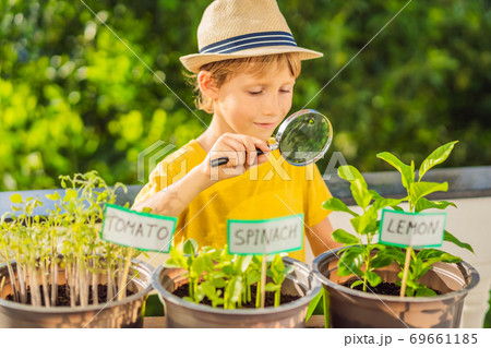 The boy studies the plants through a magnifying glass. He is doing gardening on his balcony. Natural development for children 69661185