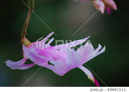 シャコバサボテンの花 シャコバサボテンの花 69661511