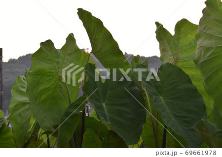 サトイモ畑 69661978