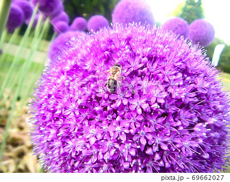 綺麗な紫の花の蜜を集めるミツバチの写真素材