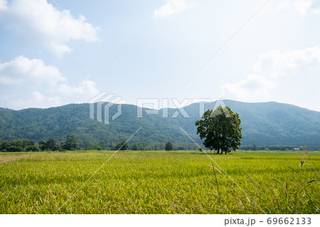Green rice field with mountain background at  Chiang Rai, Thailand 69662133