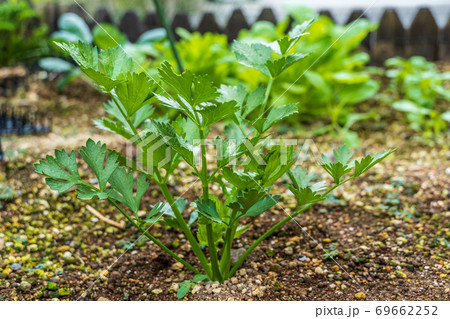 家庭菜園のセロリの苗の写真素材