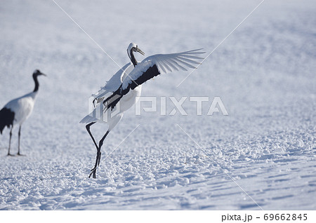給餌場に舞い降りる野生の鶴（北海道・鶴居） 69662845