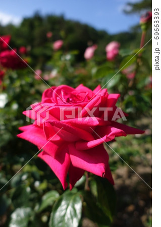 満開のバラ 薔薇 ばら 満開のバラ 薔薇 ばら 69663393