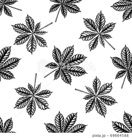 Seamless pattern with black and white horse chestnut Seamless pattern with black and white horse chestnut 69664588