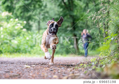 8 weeks young purebred golden german boxer dog puppy running and junping 69665198