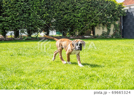 8 weeks young purebred golden puppy german boxer dog 69665324