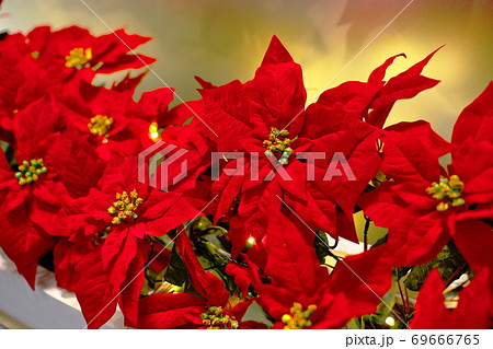 クリスマスシーズンを知らせるポインセチア 69666765
