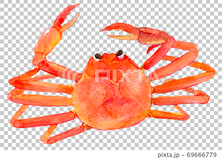 蟹　水彩イラスト 69666779