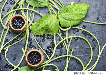 Vigna or cowpea Vigna or cowpea 69666979