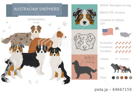Afslut strå mundstykke Australian shepherd dog isolated on white....のイラスト素材 [69667159] - PIXTA