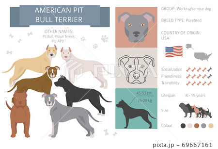 American pit bull terrier dog isolated on white. Characteristic, color varieties, temperament info. Dogs infographic collection American pit bull terrier dog isolated on white. Characteristic, color varieties, temperament info. Dogs infographic collection 69667161