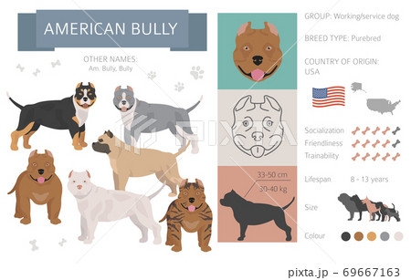American bully dog isolated on white. Characteristic, color varieties, temperament info. Dogs infographic collection American bully dog isolated on white. Characteristic, color varieties, temperament info. Dogs infographic collection 69667163