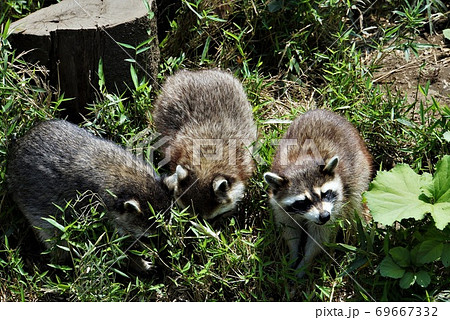 タヌキに似ている アライグマ 日立かみね動物園 の動物たち大集合の写真素材