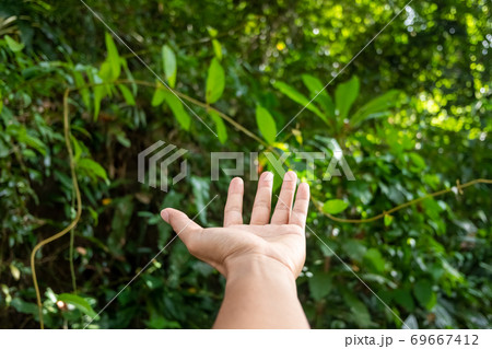 Hand reach out to the forest green nature bokeh like praying and ask for something background. Hand reach out to the forest green nature bokeh like praying and ask for something background. 69667412