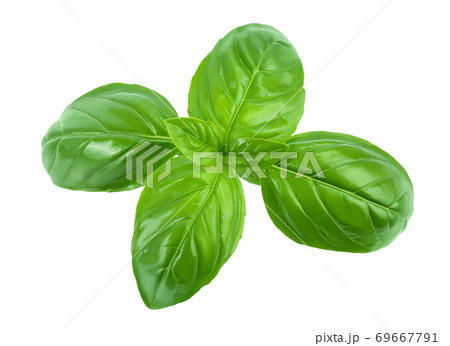 Fresh basil leaf isolated on white background with clipping path and full depth of field. Top view. Flat lay Fresh basil leaf isolated on white background with clipping path and full depth of field. Top view. Flat lay 69667791