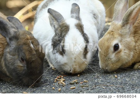 密な状態で食事中の仲の良い三羽のウサギたちの写真素材