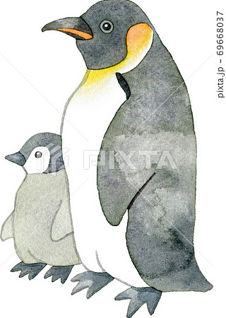 皇帝ペンギンの親子のイラスト素材 69668037 Pixta