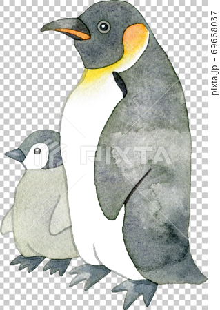 皇帝ペンギンの親子のイラスト素材