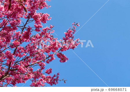 宇都宮　豊郷　まほろばの郷　八重桜 69668071